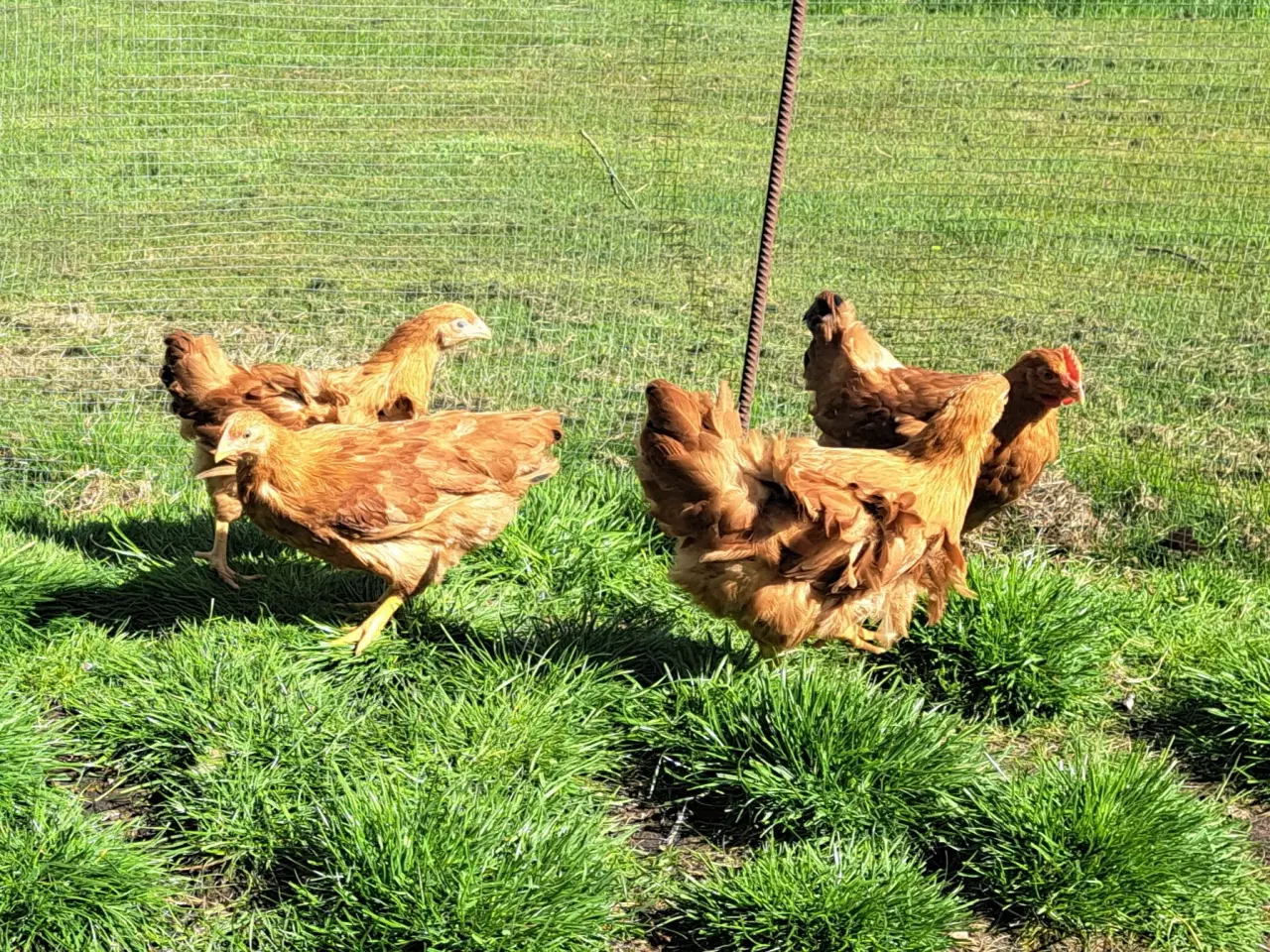 Billede 1 - New hampshire 