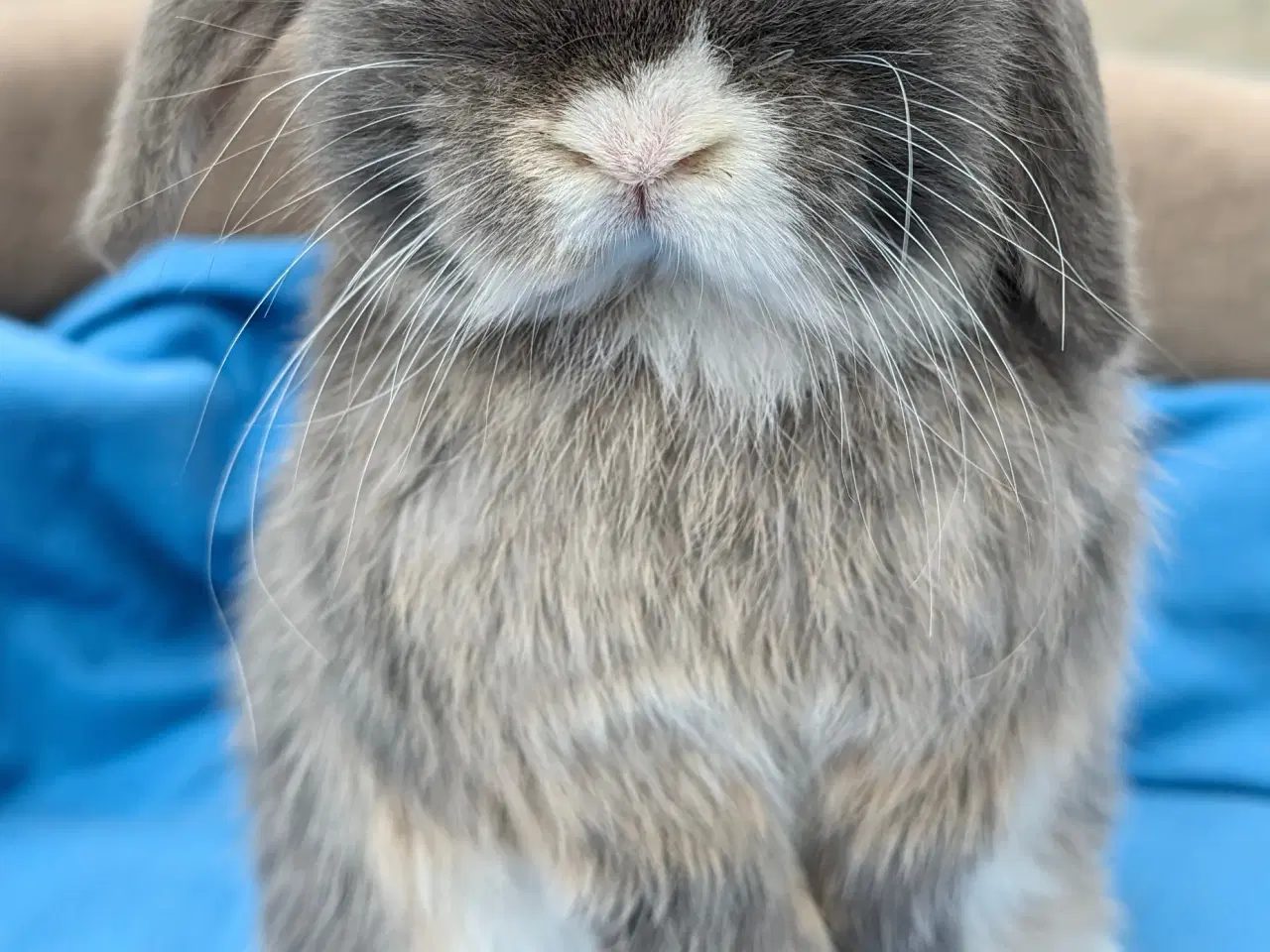 Billede 5 - Minilop kaninunge sælges 