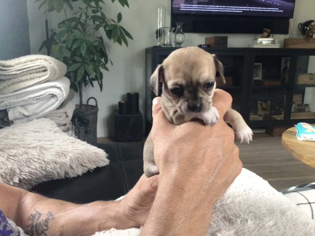 Billede 2 - Chihuahua hvalpe til salg