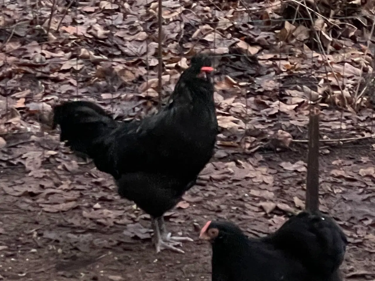 Billede 1 - Engelsk araucana hane