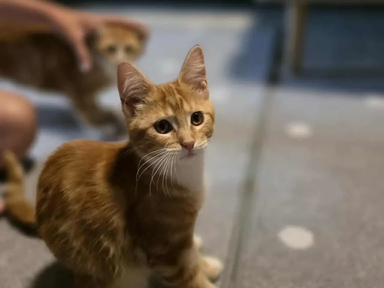 Billede 5 - Maine coon blanding 