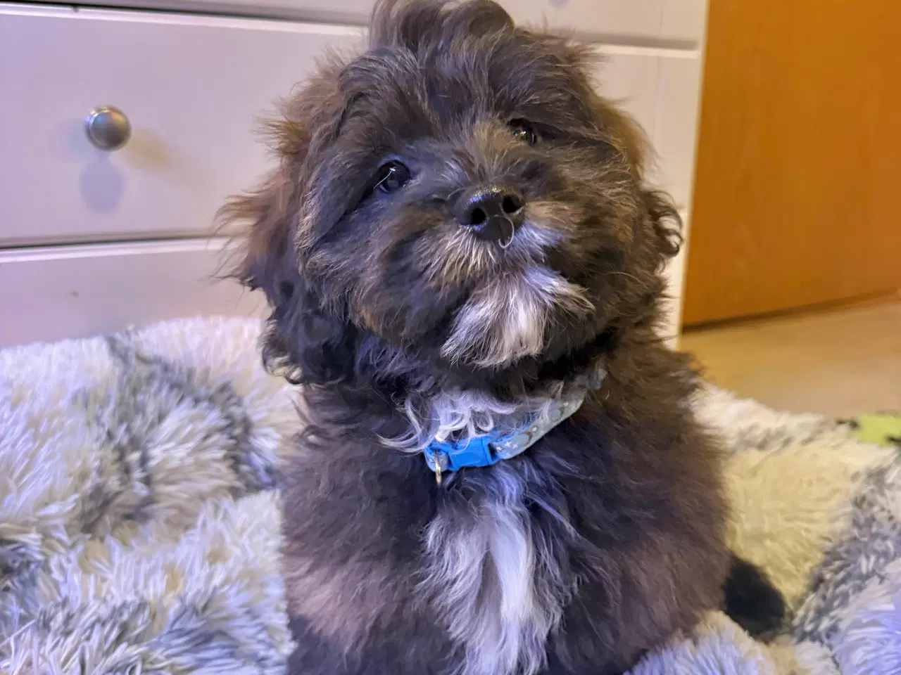 Billede 12 - Cavapoo Far/  Shih tzu-mor/ 