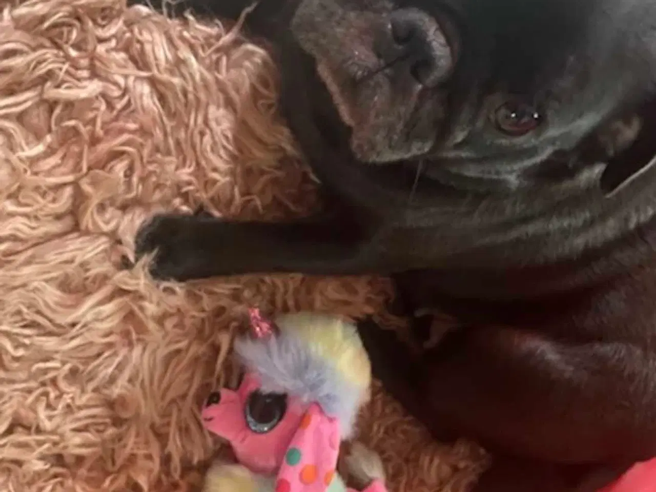 Billede 4 - Sødeste lola søger nyt hjem