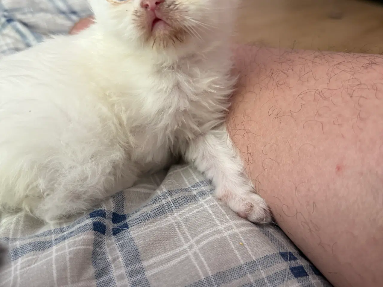 Billede 7 - Scottish fold & perser mix 