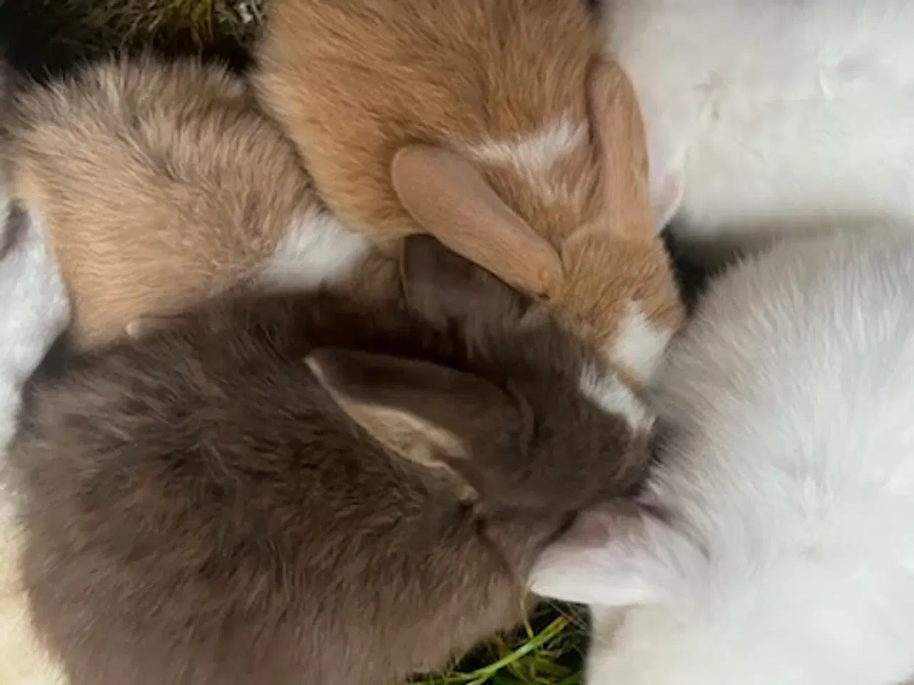 Billede 1 - Små søde kanin unger søger nyt hjem