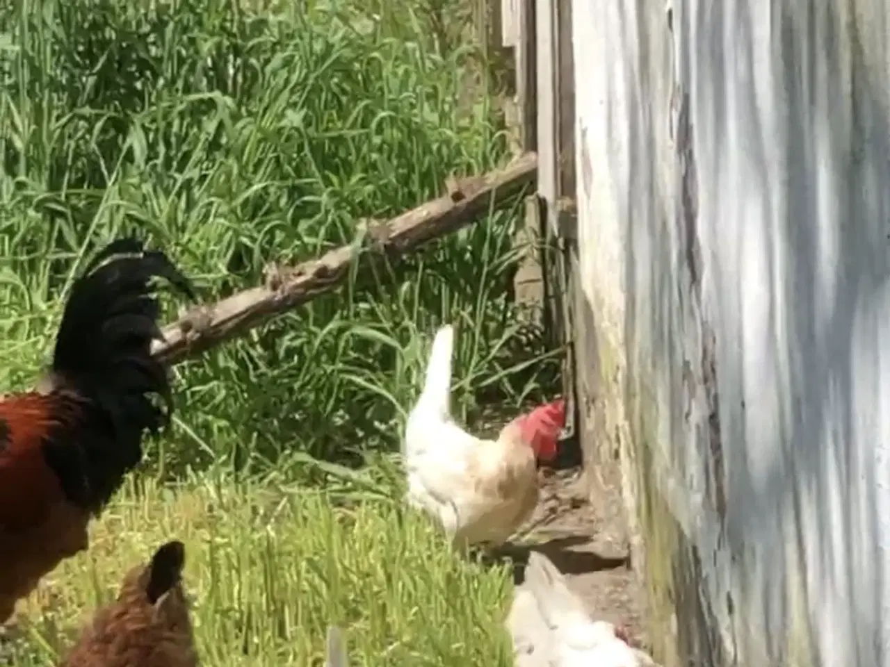 Billede 3 - Rugeæg fra fritgående høns