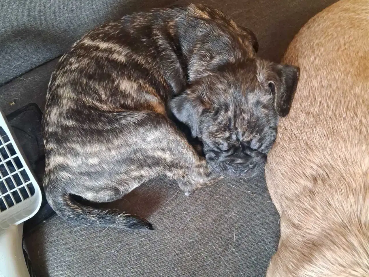 Billede 17 - Små hvalpe salgs klar