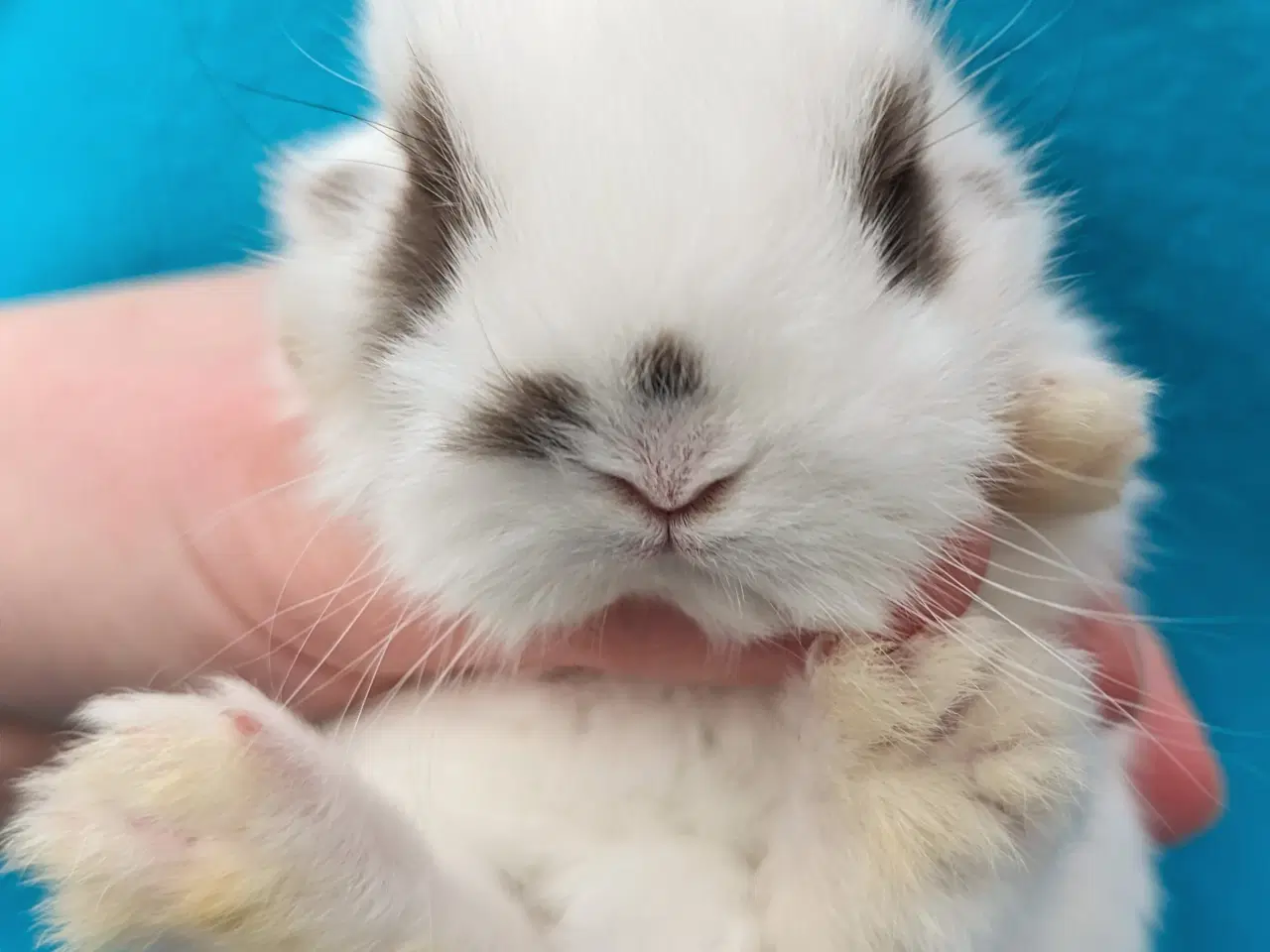 Billede 10 - Hermelin/minilop kaninunge sælges 