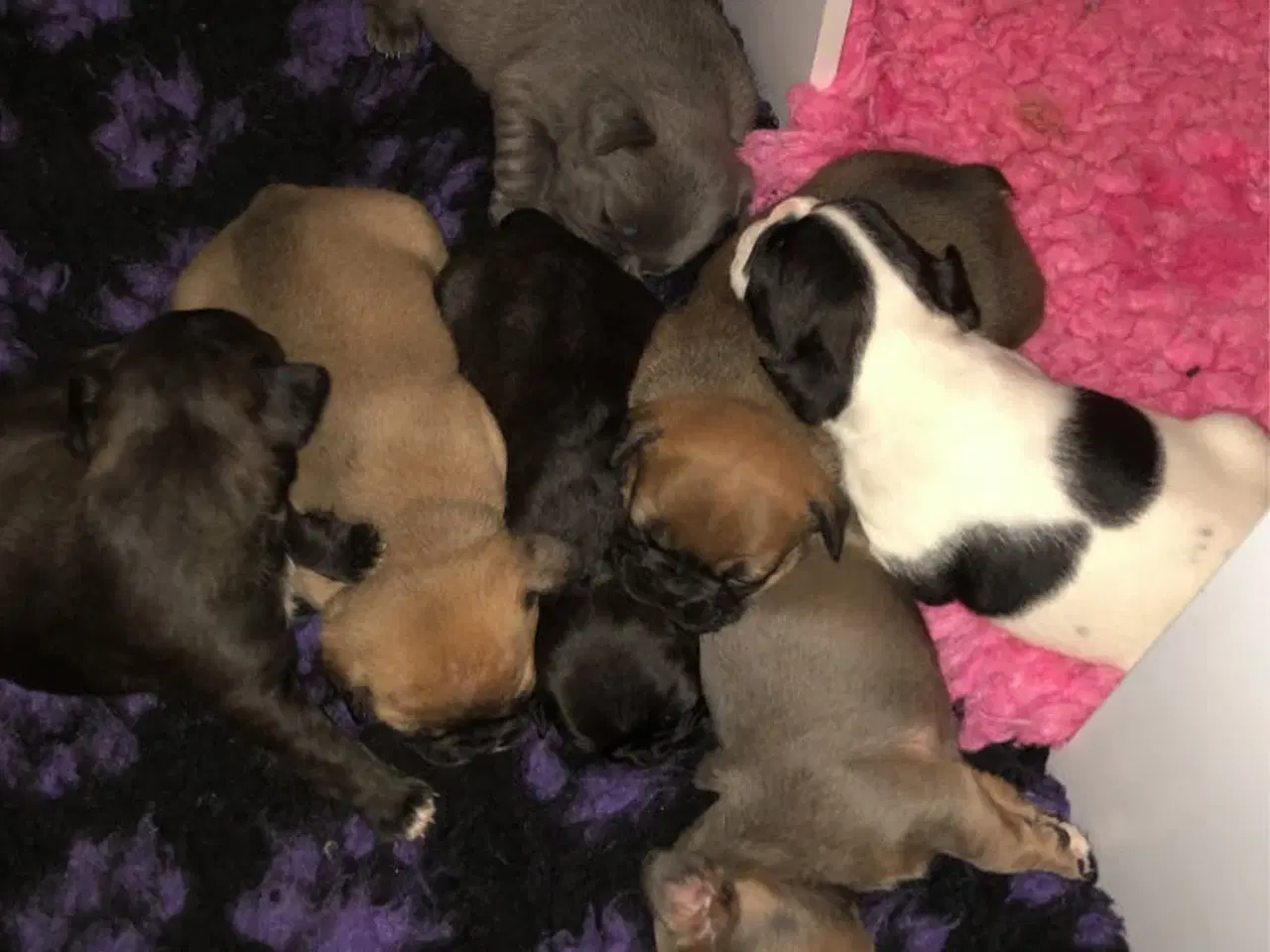 Billede 8 - Fransk bulldog hvalpe kun 1 tilbage