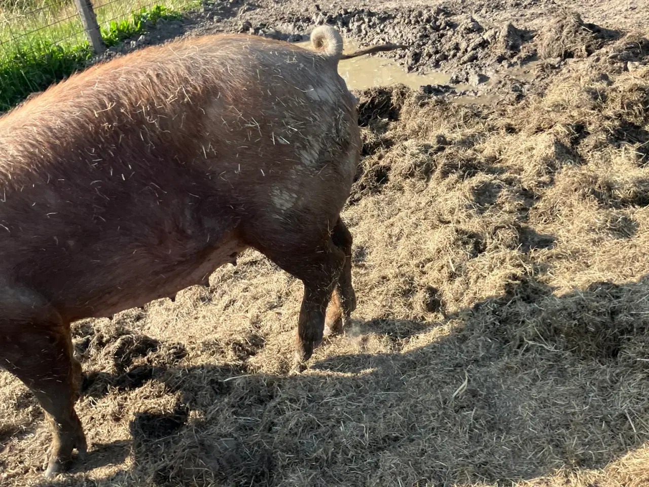 Billede 3 - DRÆGTIG SØ HALV DUROC OG HALV GAMMEL LANDRACEGRIS
