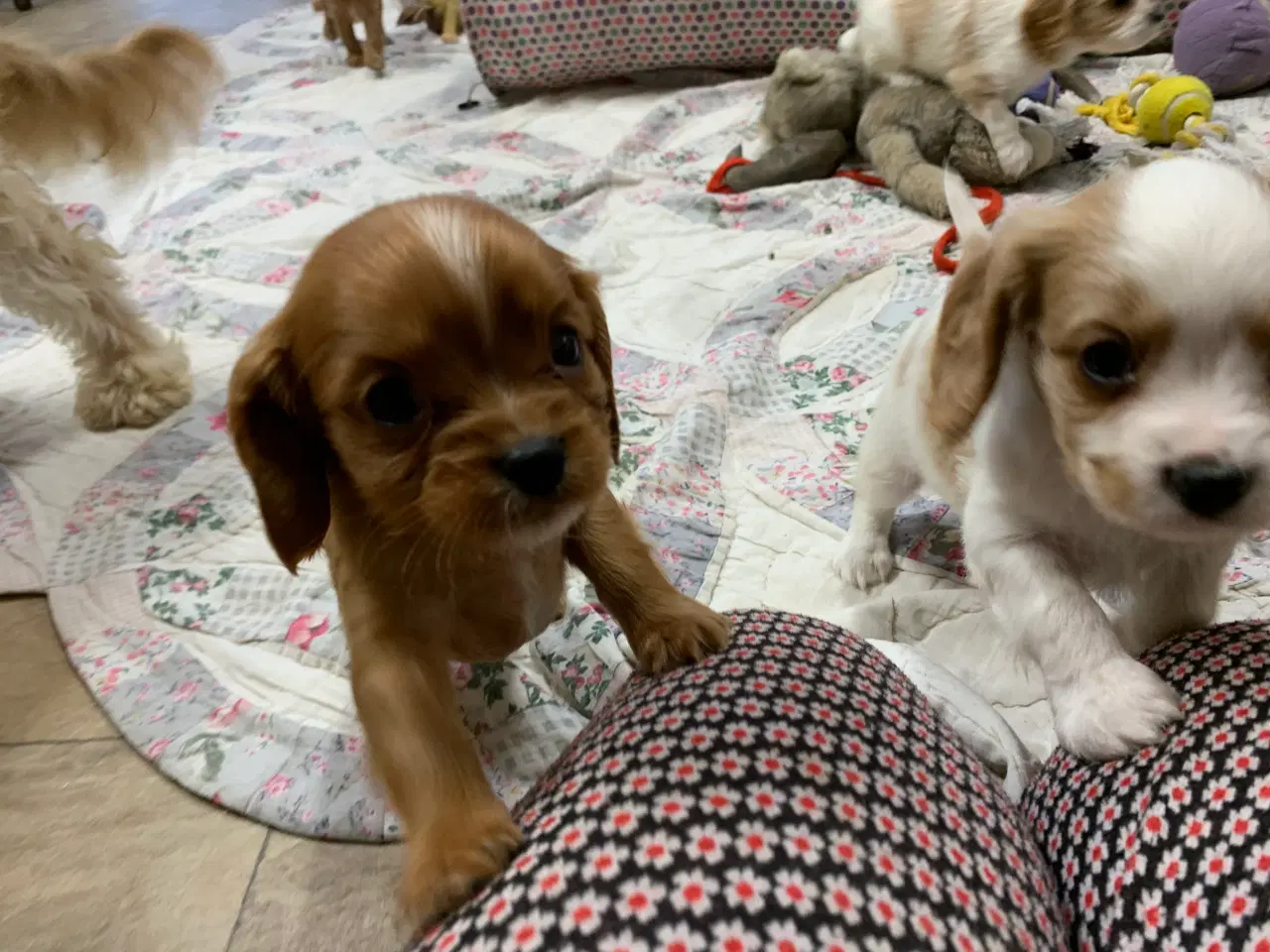 Billede 8 - De yndigste cavapoo babyer 