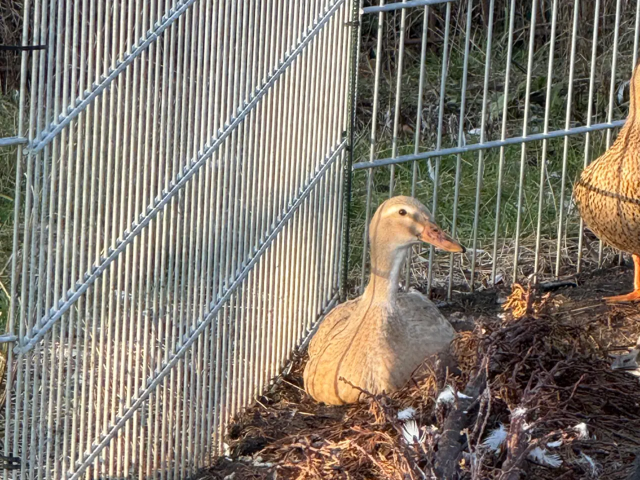 Billede 5 - 6 ænder 1 andrik 