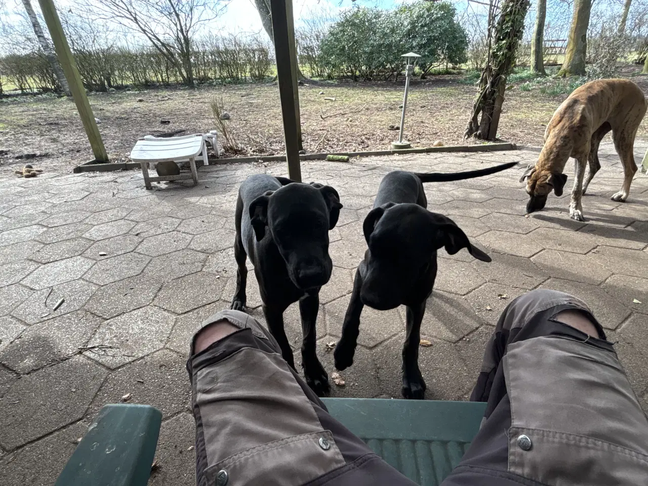 Billede 2 - Grand Danois hvalpe 