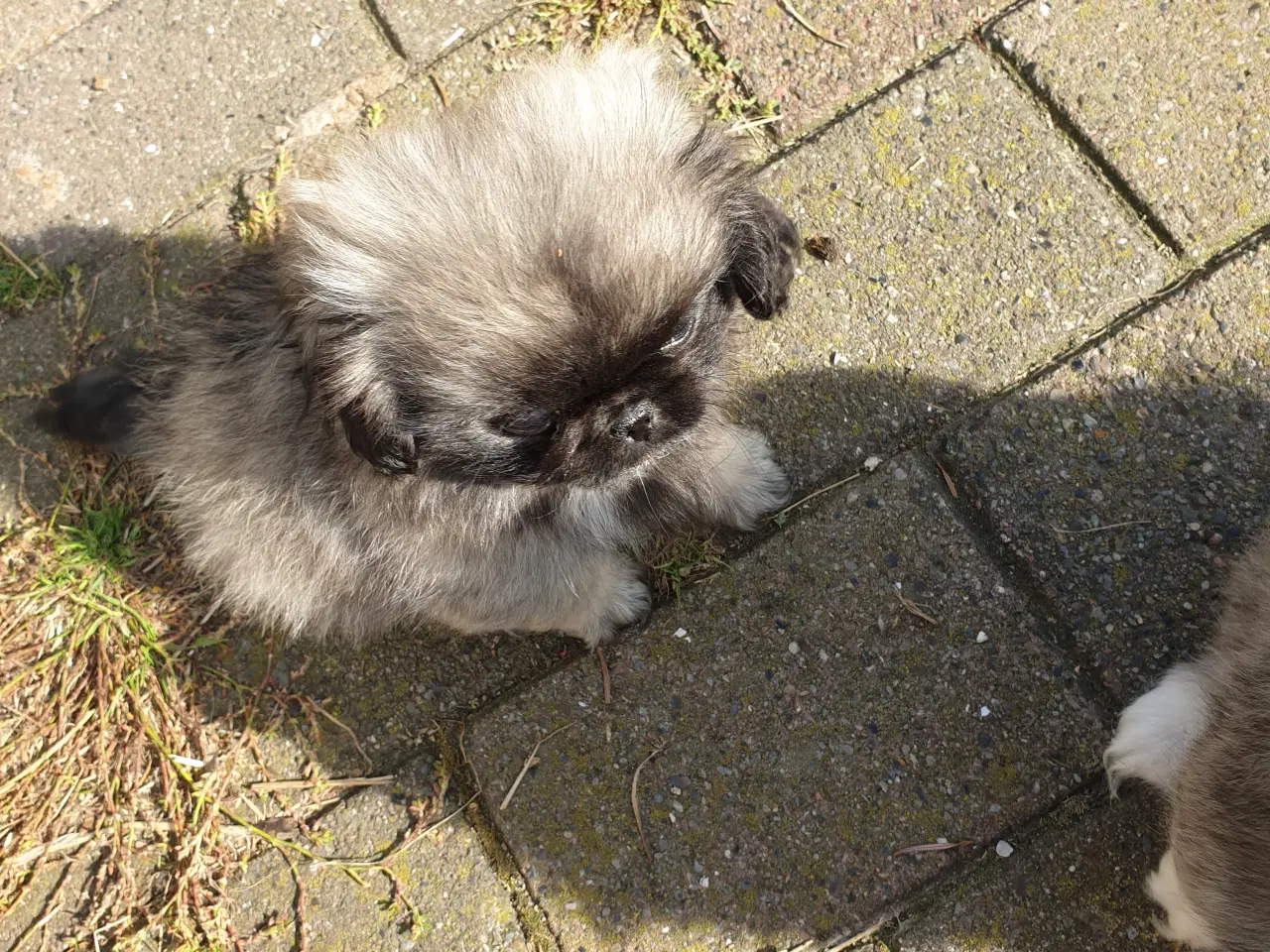 Billede 3 - Pekingeser hvalpe