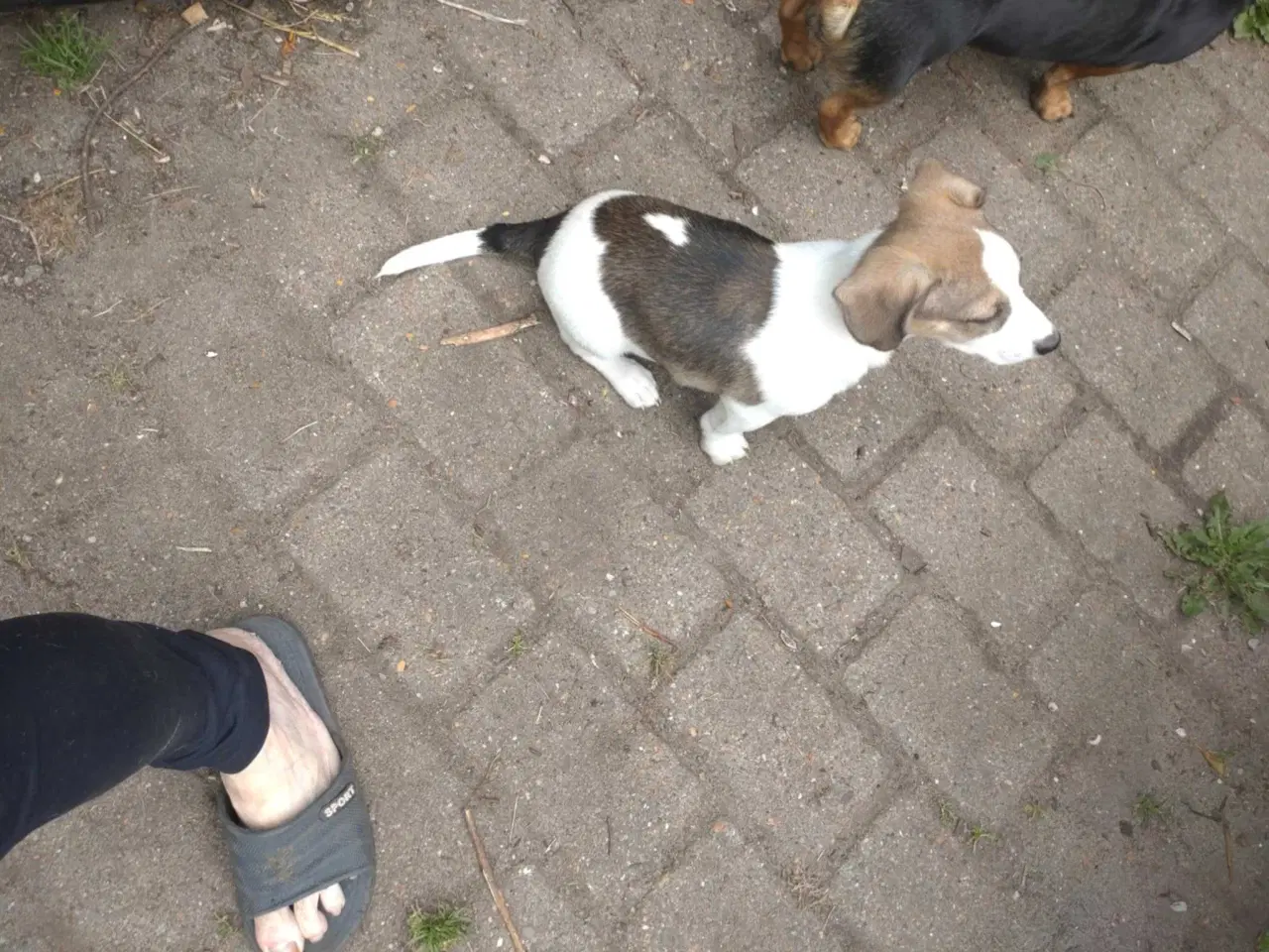 Billede 1 - Jack Russell 