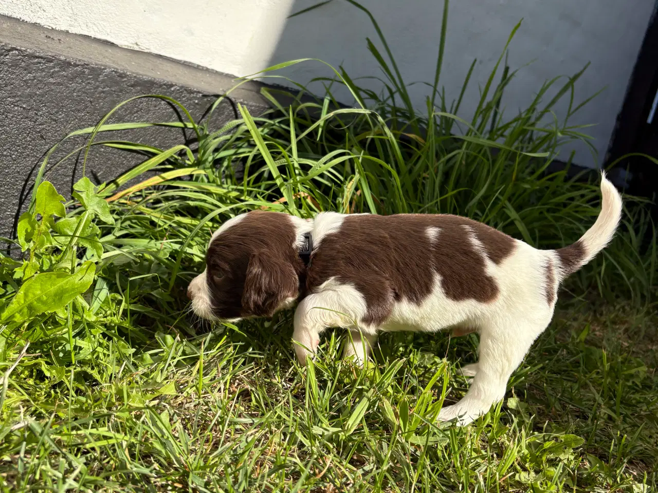 Billede 8 - FT Springer Spaniel med stamtavle 