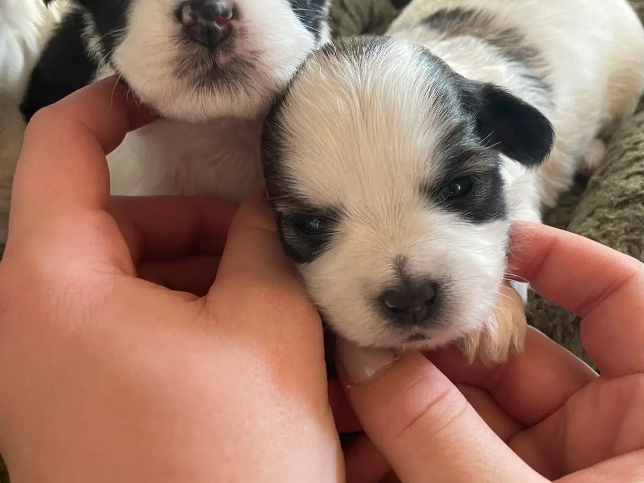 Billede 17 - Skønne shih tzu & bomulds hvalpe 