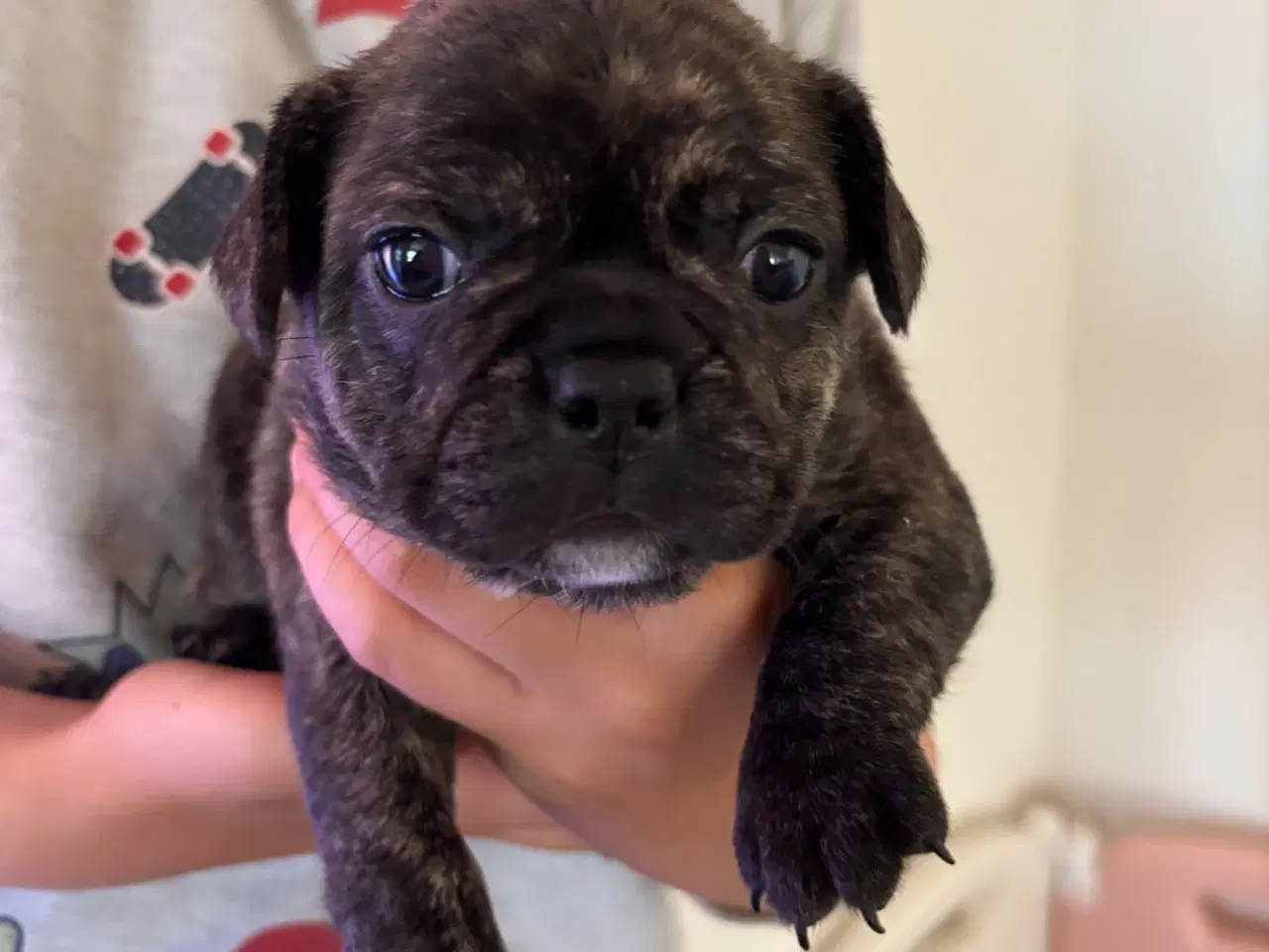 Billede 11 - Fransk Bulldog