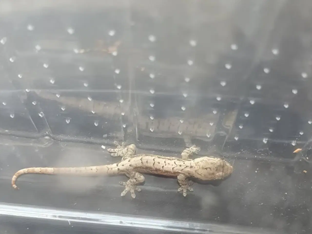 Billede 1 - Jomfru gekko unger 