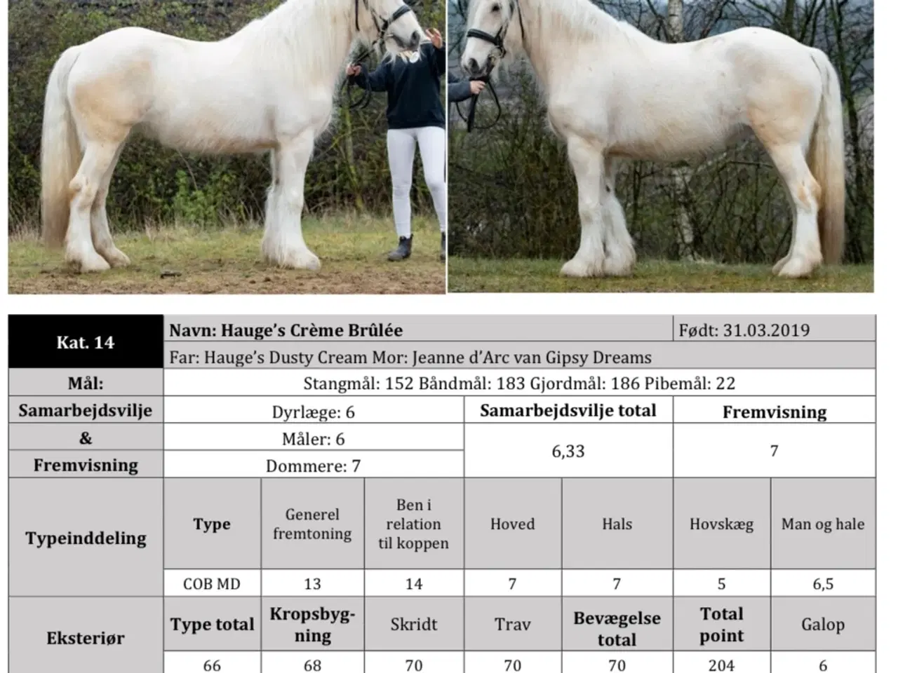 Billede 13 - Irish cob hoppe palomino