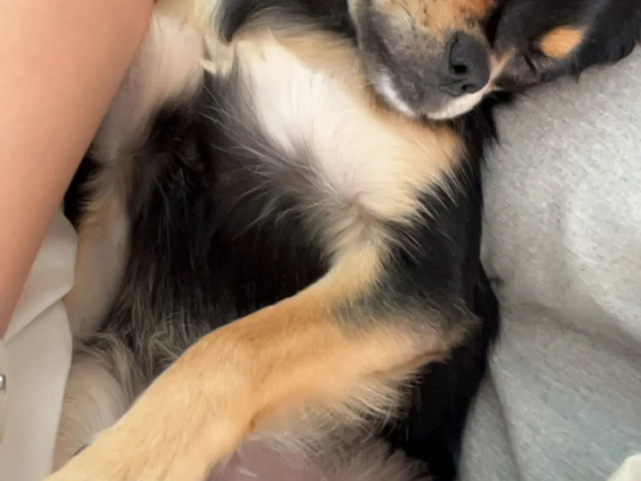 Billede 2 - Chihuahua langhåret bl.