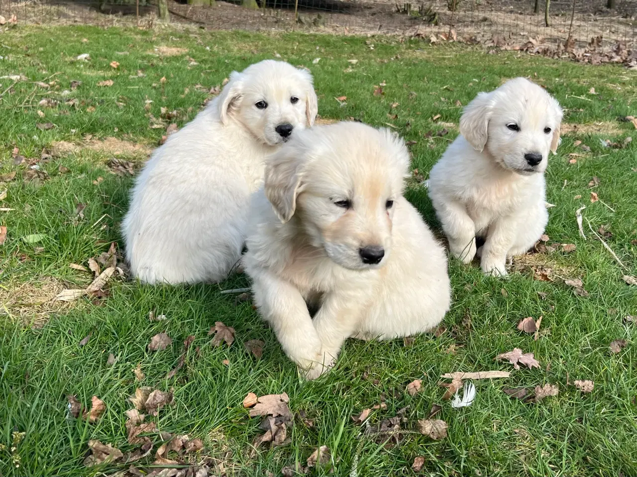 Billede 16 - 7 Golden retriever hvalpe sælges