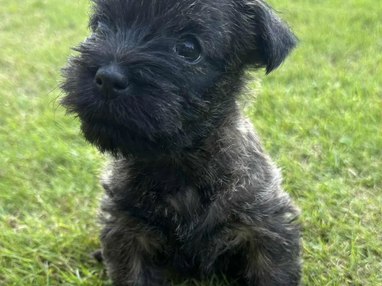 Billede 5 - Cairn terrier hvalpe, ægte uden stambog