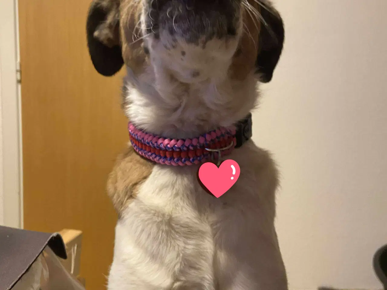 Billede 7 - Vigge - et smil på fire ben søger familie 🩷