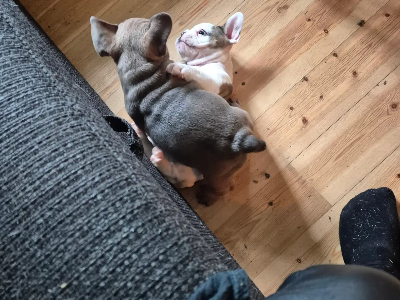 Billede 2 - FRANSK BULLDOG HVALP