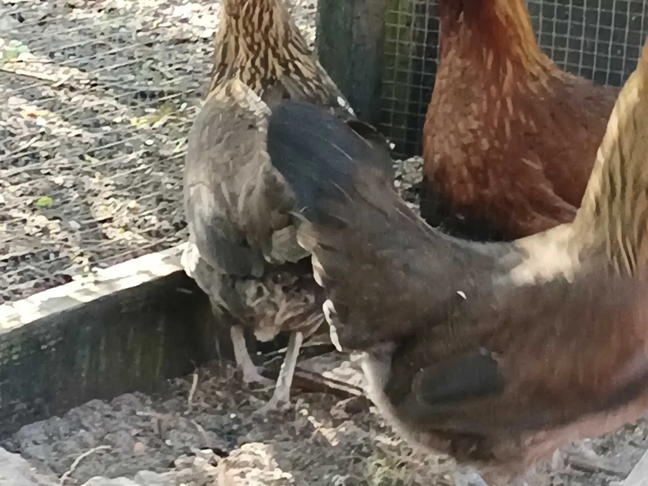 Billede 5 - Danske landhøns i stor 