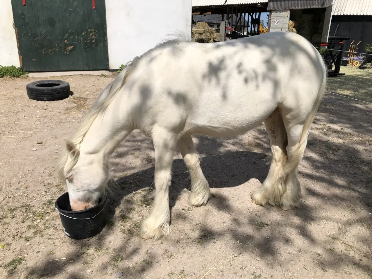 Billede 4 - Irisk Cob