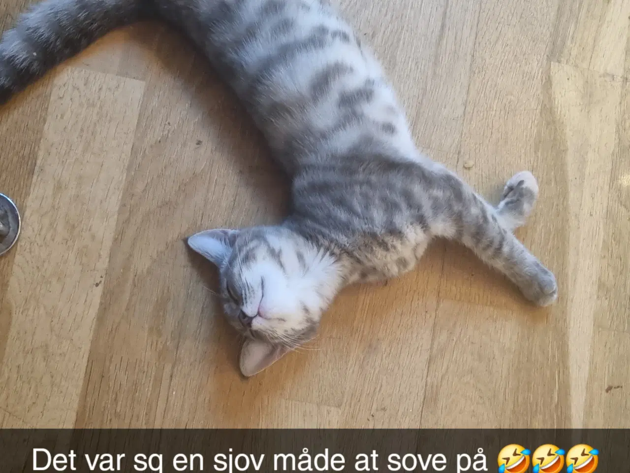 Billede 2 - Kat gives væk til sød familie