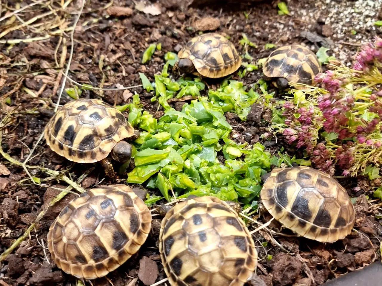 Billede 1 - Græske landskildpadder