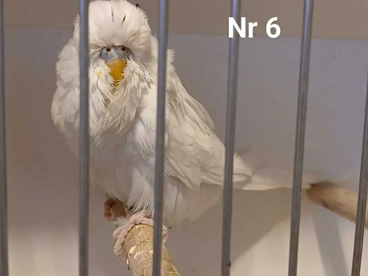 Billede 13 - Engelske undulater 