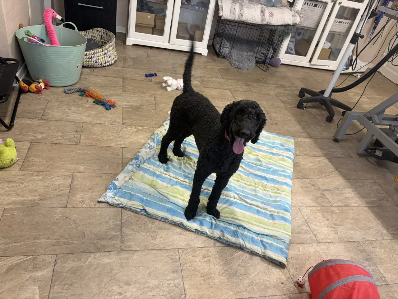 Billede 11 - 2 mellem puddel piger 