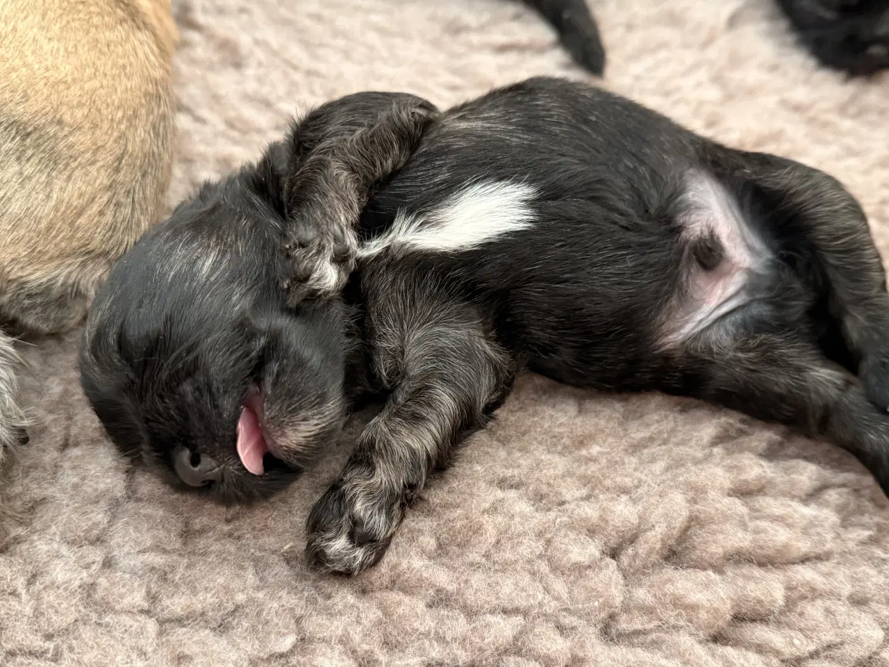 Billede 2 - 🐶 De skønneste familievenlige blandingshvalpe