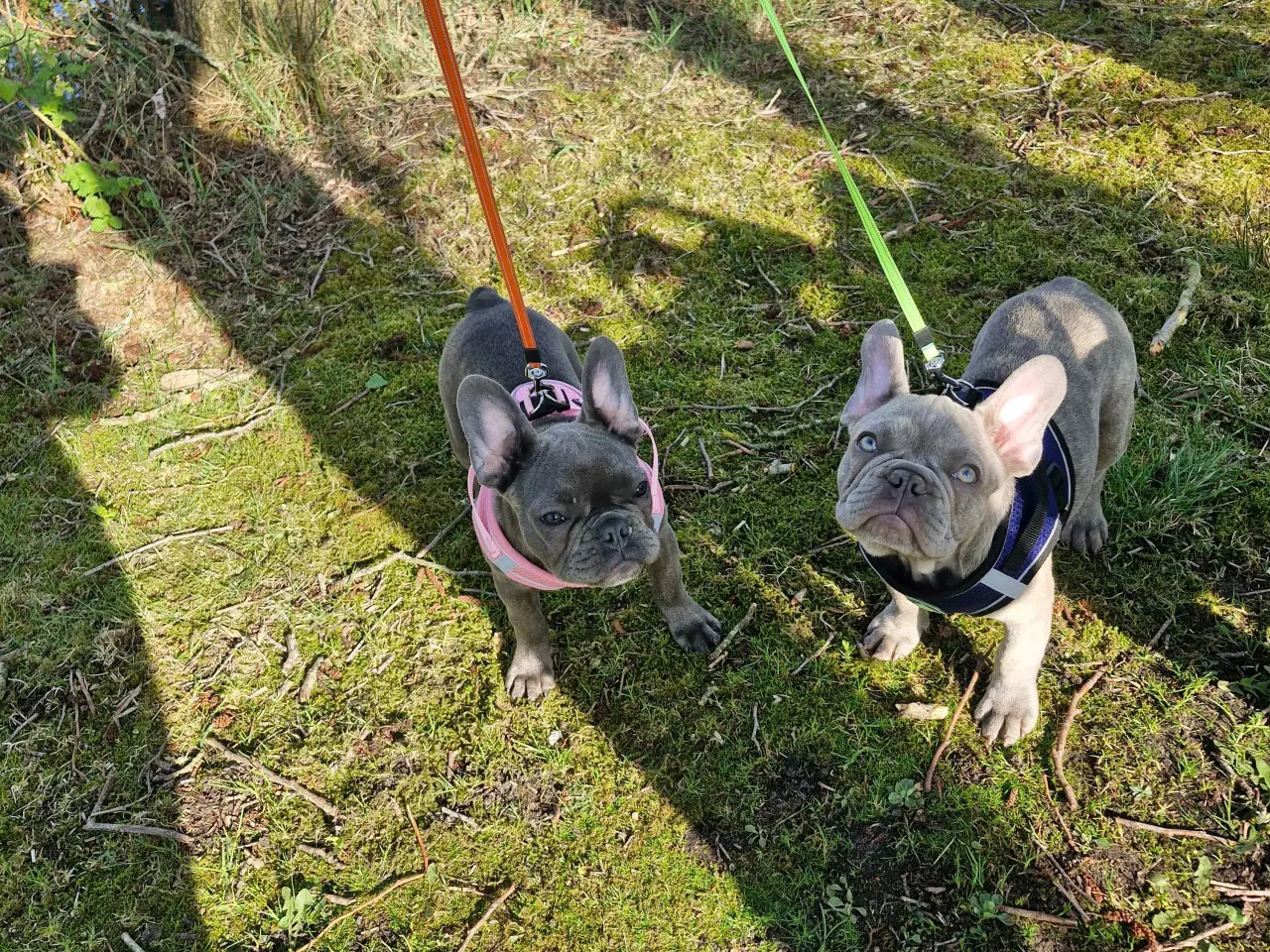Billede 7 - Fransk bulldog 