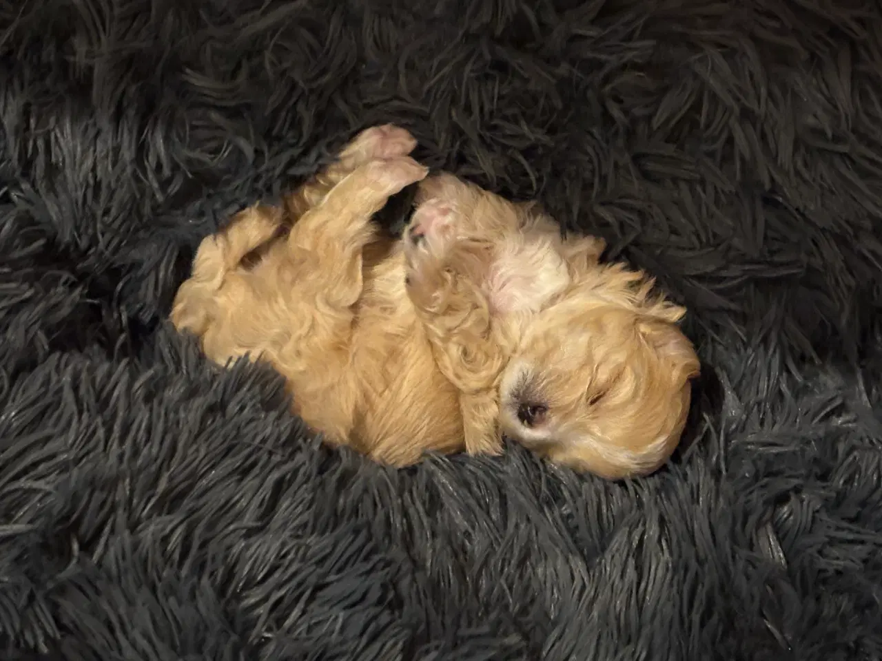 Billede 3 - Malteser/ Maltipoo