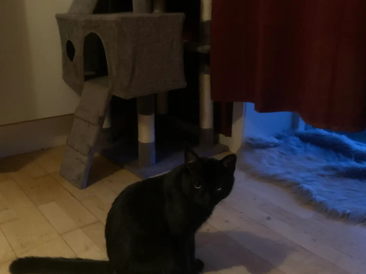 Billede 1 - Hankatten Panter🐾