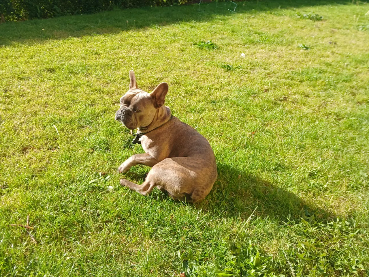 Billede 2 - Fransk bulldog til parring. 
