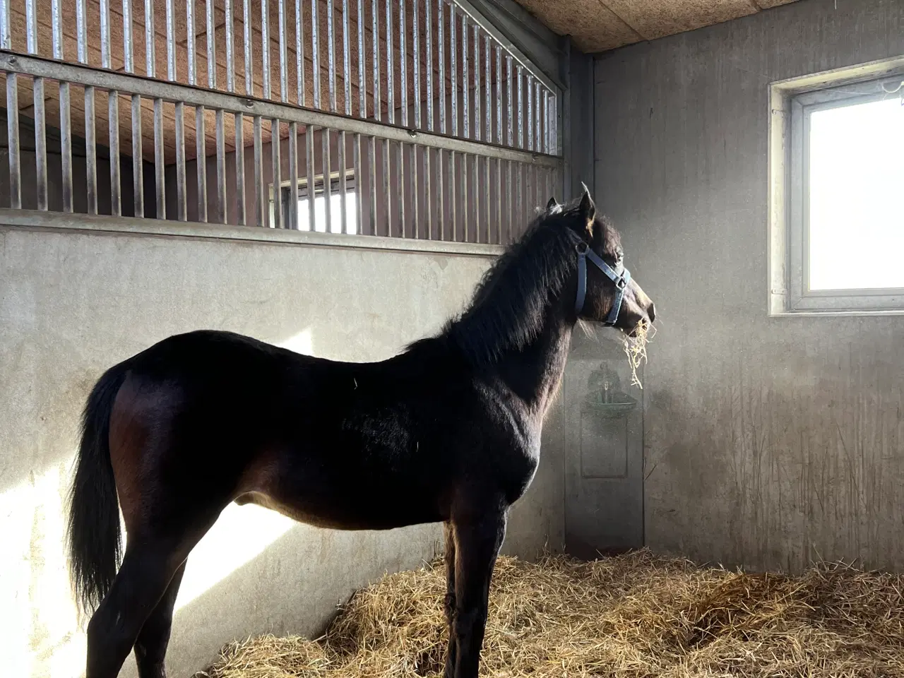 Billede 2 - Welsh pony 1 år