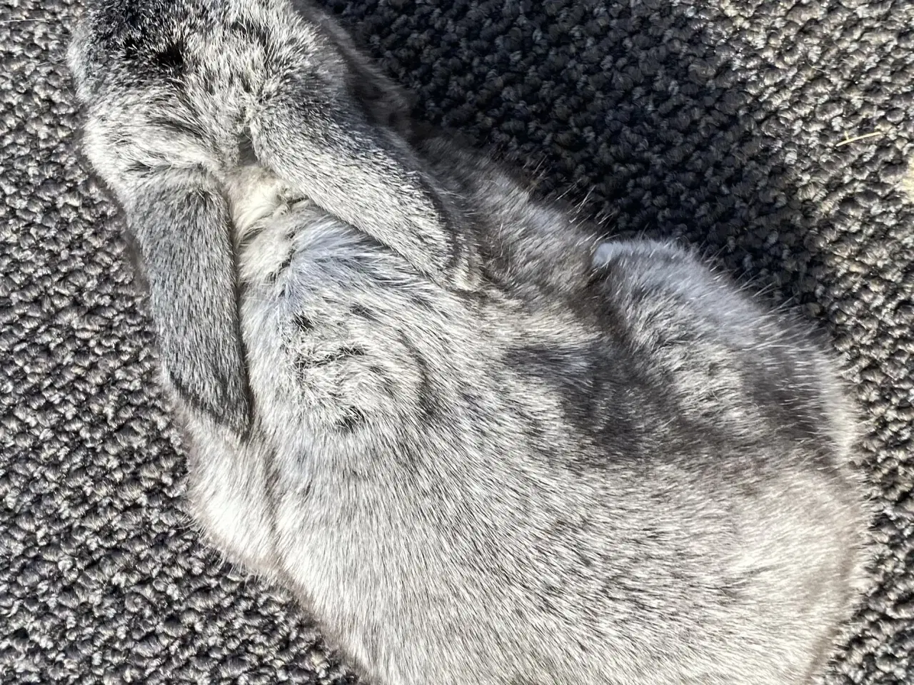 Billede 5 - FRANSK VÆDDER HAN CHINCHILLA