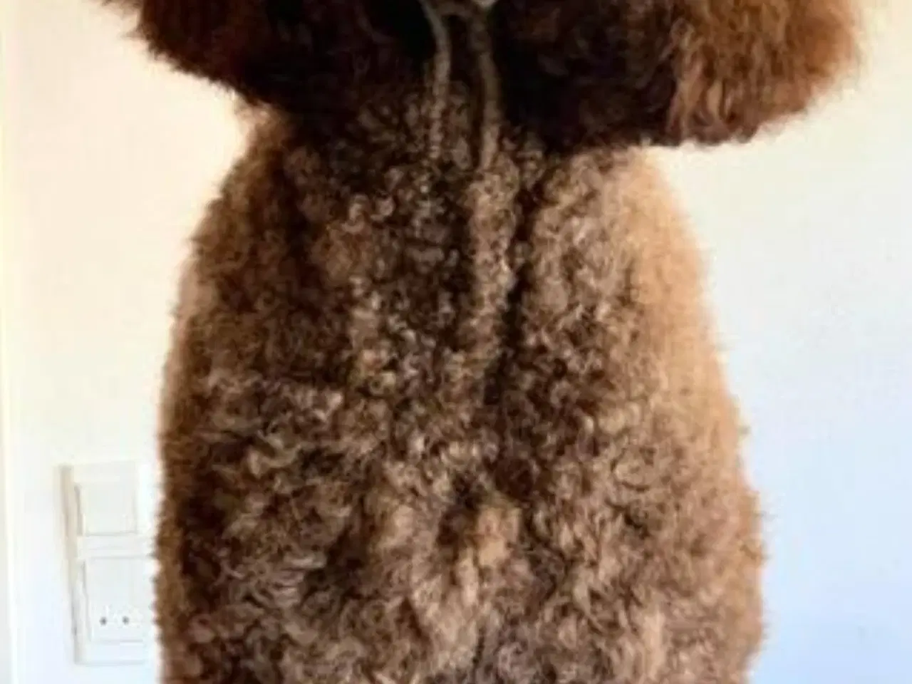 Billede 13 - Hundefrisør/trimming/groomer 