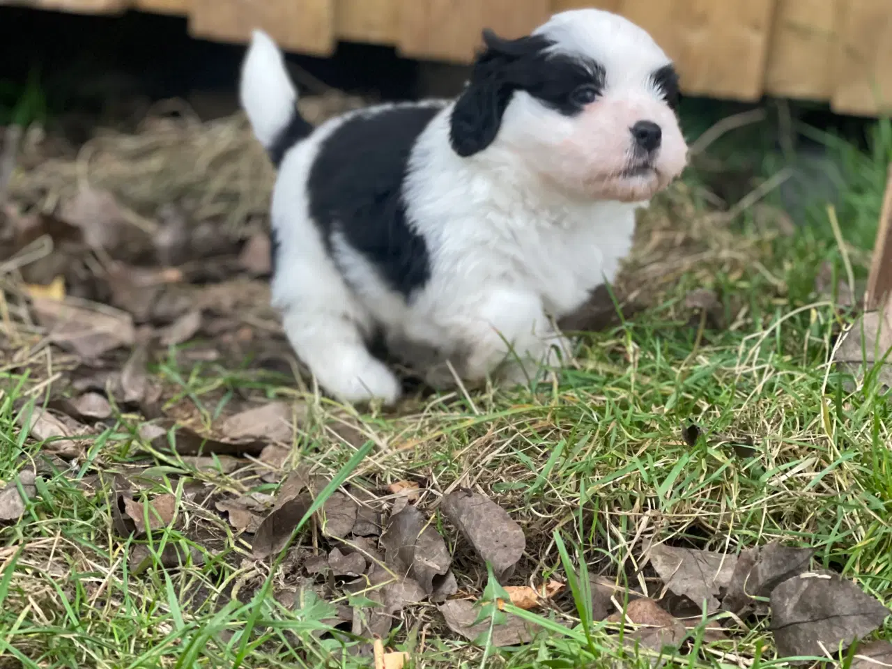 Billede 4 - Bichon havanais/Cavalier King Charles Spaniel