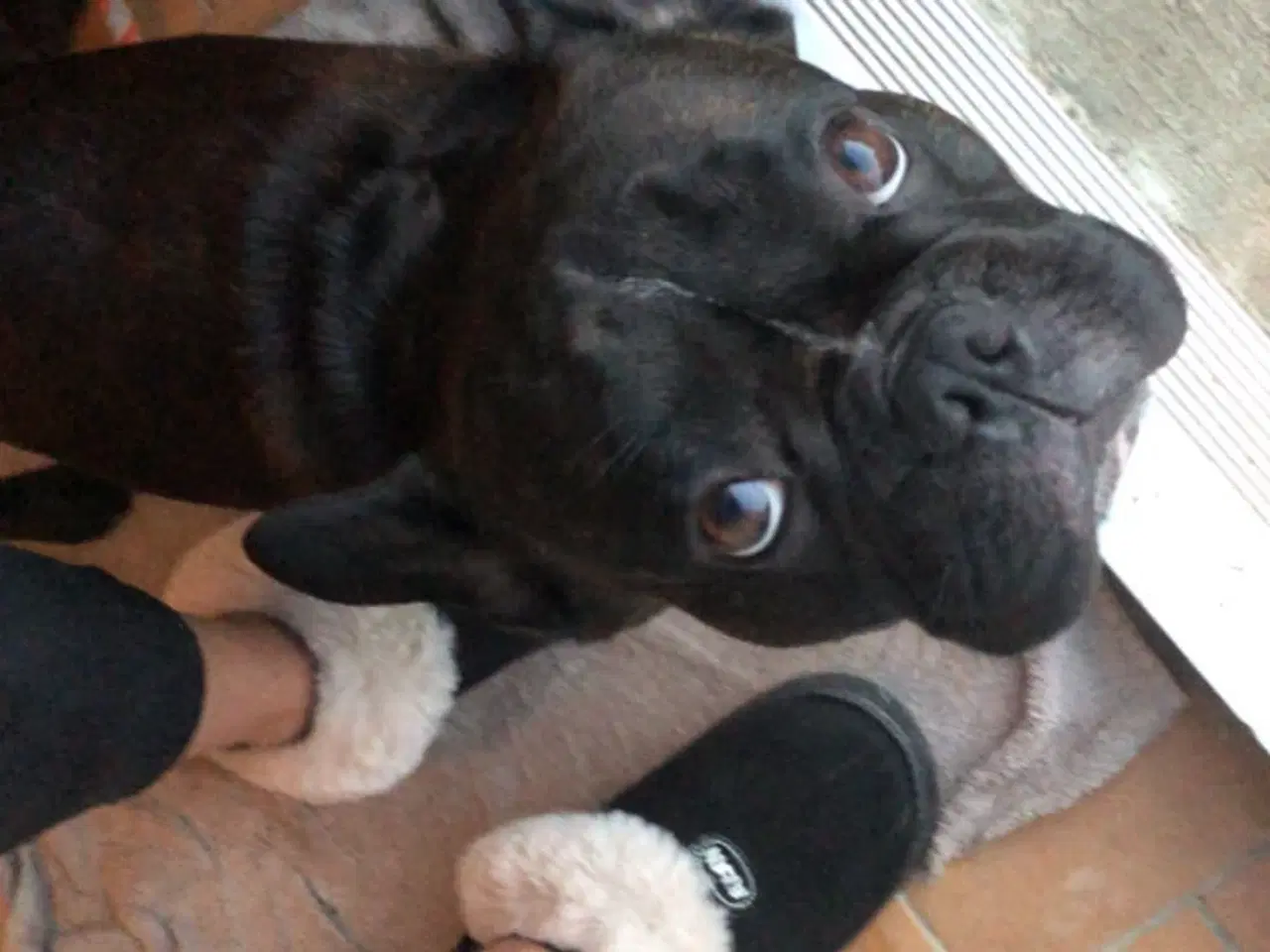 Billede 10 - Fransk bulldog parring