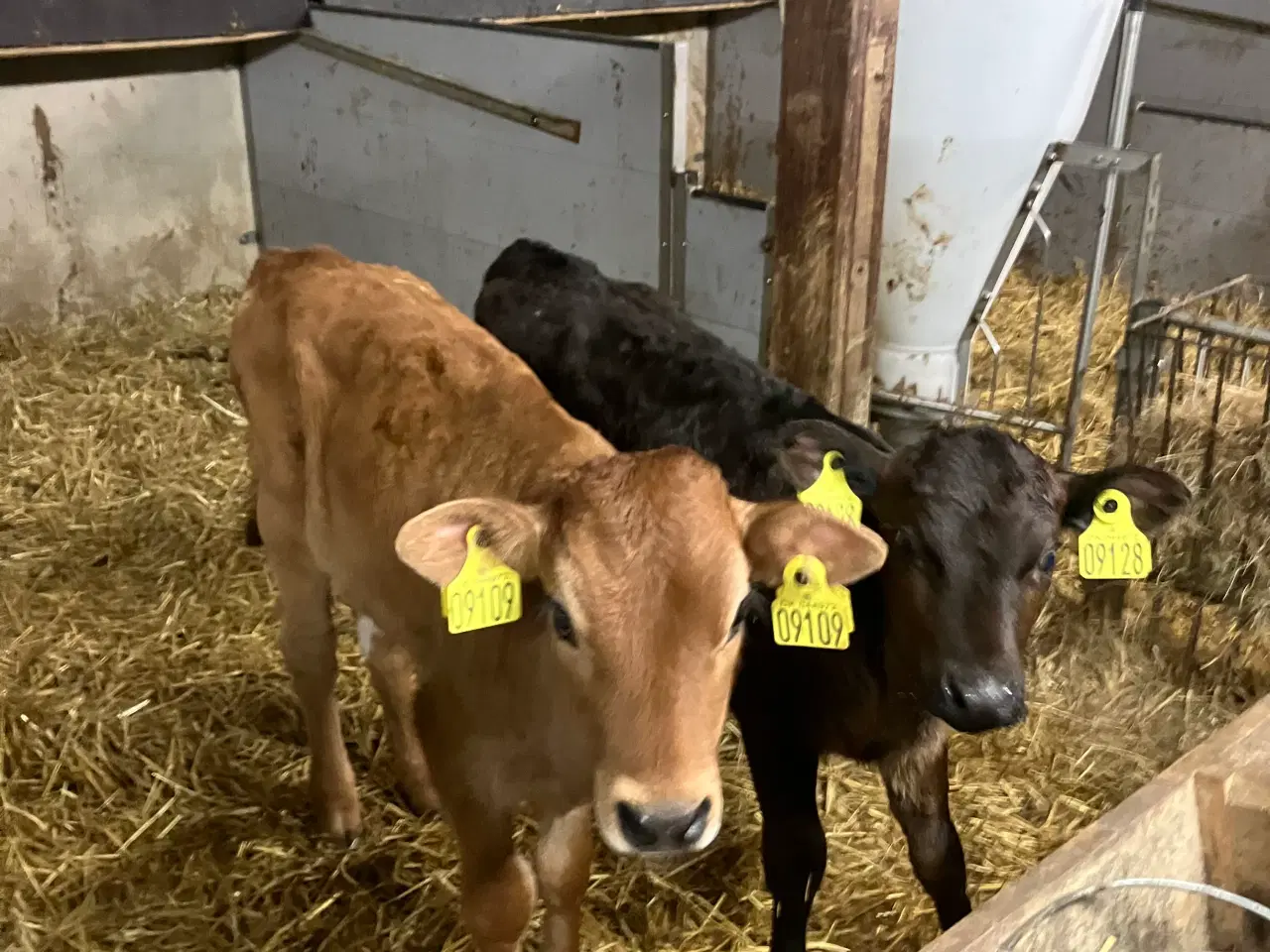 Billede 1 - Kalve