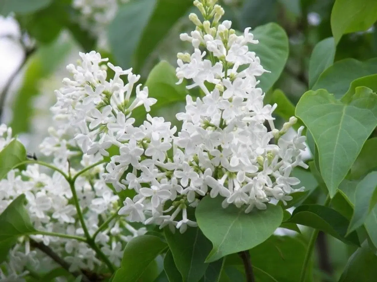 Billede 1 - Hvid syren planter