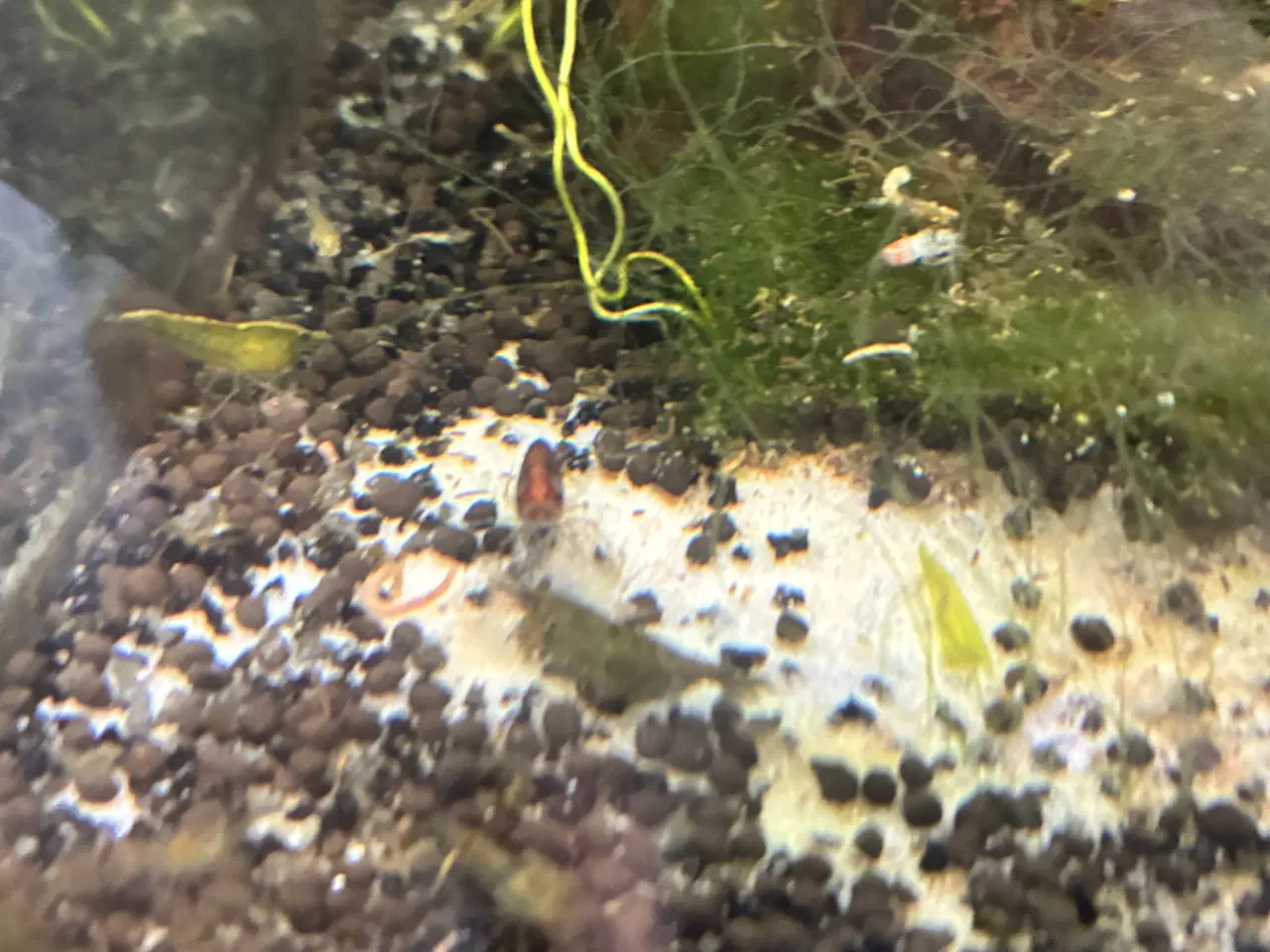 Billede 1 - 🦐 Neocaridina-rejer til salg – sunde og aktive! 