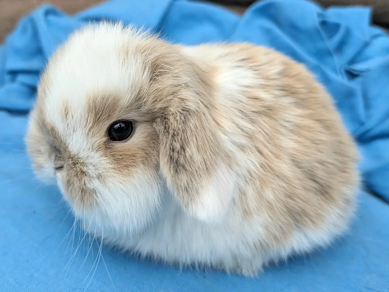 Billede 1 - Minilop kaninunge sælges