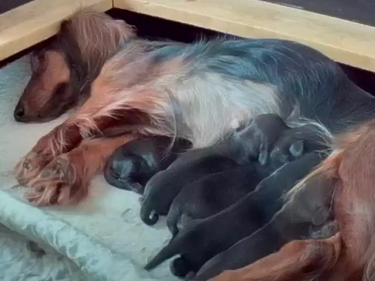 Billede 2 - Søde, charmerende og kærlige gravhunde hvalpe